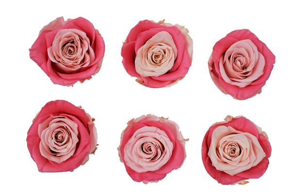 Large: Bicolor Pink Preserved Rose *Box of 6 Preserved Rose Heads