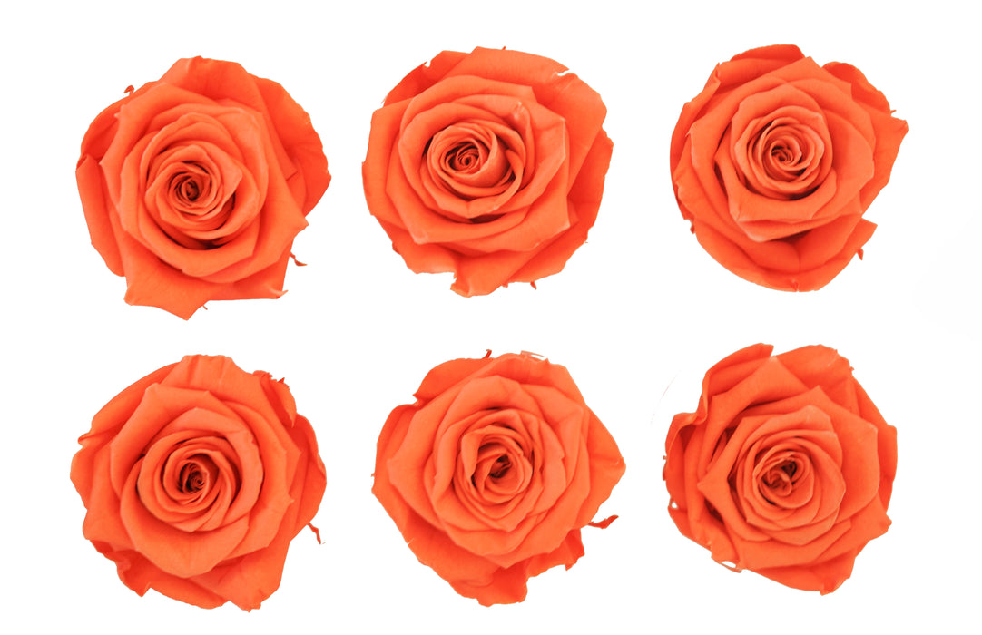 Large: Bright Orange Preserved Rose *Box of 6 Preserved Rose Heads