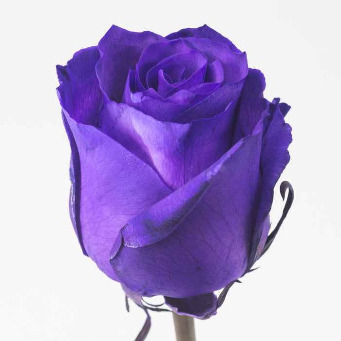 Excellent Tinted Purple