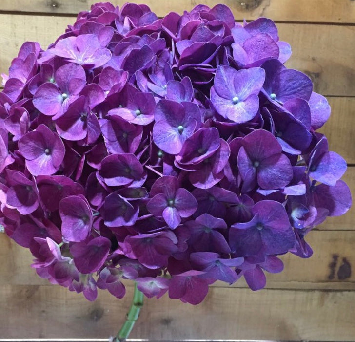 Hydrangea Purple Jumbo