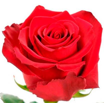 Explorer Rose