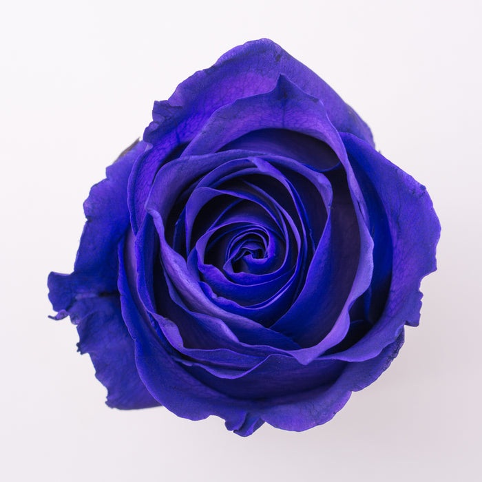 Excellent Tinted Purple