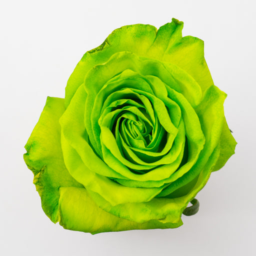 Excellent Tinted Light Green