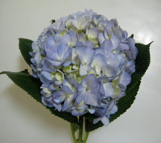 Hydrangea Blue ”Bogotana” Premium