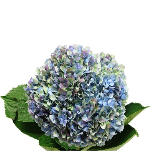 Hydrangea Antique Blue