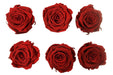 Large: Dark Red Preserved Rose *Box of 6 Preserved Rose Heads