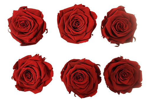 Large: Dark Red Preserved Rose *Box of 6 Preserved Rose Heads