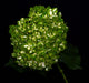 Diamond Variegated