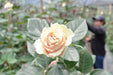 Pink Mondial Rose 