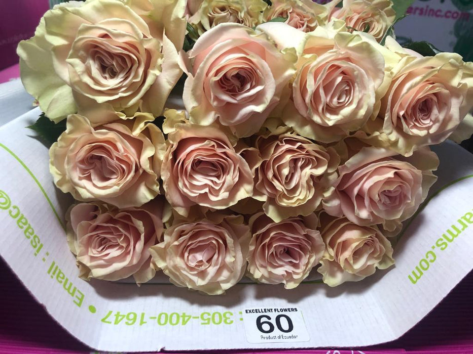 Ecuadorian roses