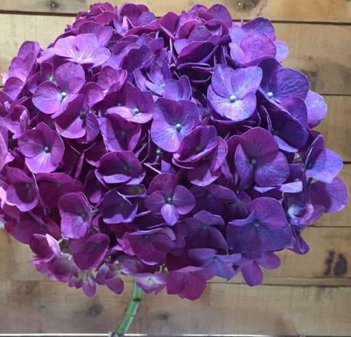 Hydrangea Purple Jumbo