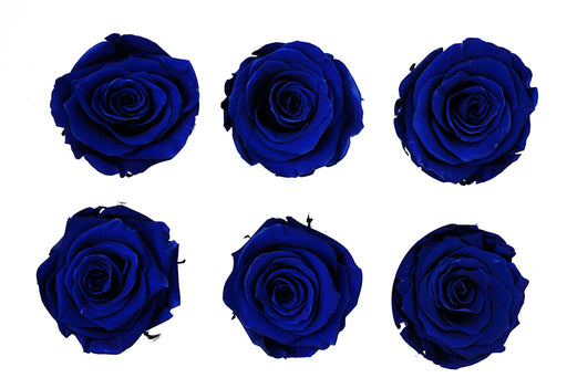 Large: Dark Orange Preserved Rose *Box of 6 Preserved Rose Heads