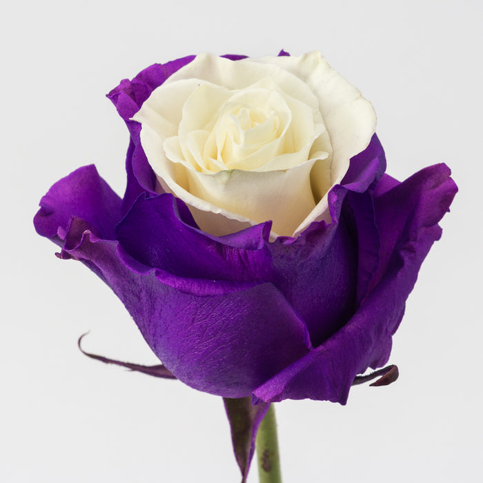 Excellent Purple and White Tinted