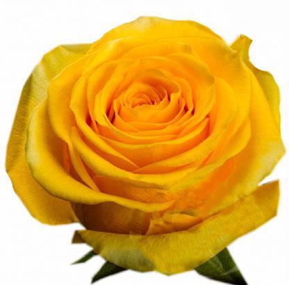 Brighton Rose .  Ecuadorian Roses direct from ours farms.