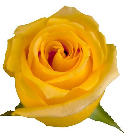Hummer Ecuadorian rose 