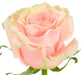 Pink Mondial Rose excellent flowers direct
