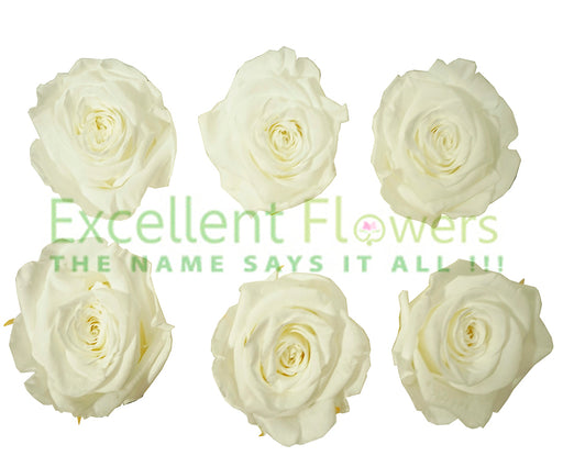 Large: Pure White Preserved Rose *Box of 6 Preserved Rose Heads
