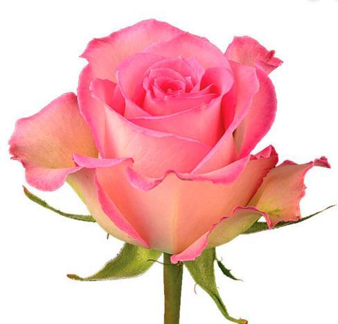 Sweet Unique Rose | Beauty Flowers Stem